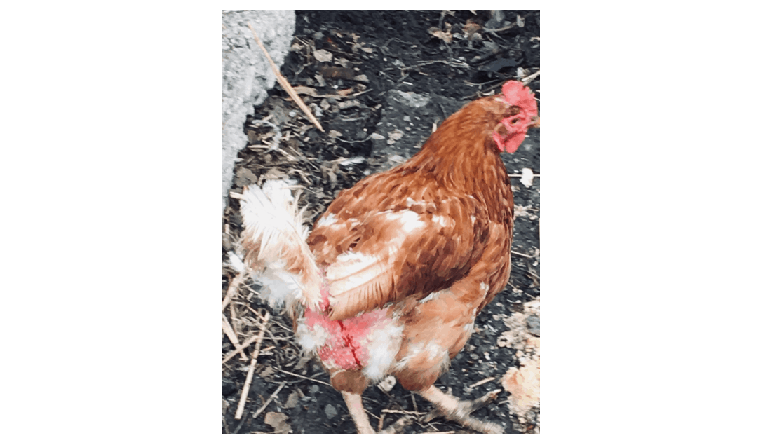 Dieses Huhn verbrachte sein Leben auf einem normalen Hühnerhof und sollte vergast werden, weil es nicht mehr jeden Tag ein Ei legte. Wenn man diese Ärsche sieht, ist einem ziemlich schnell klar, dass da ein Organ überstrapaziert wurde. (cc Das Lamm)