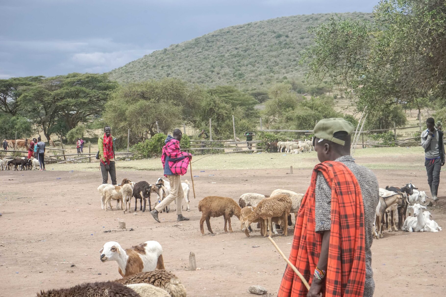 Im Naturpark Pardamat können die Maasai ihre traditionelle Lebensweise fortführen. (Foto: Clara Hellner)